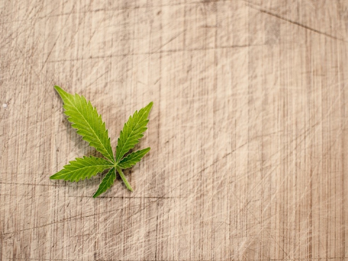 cannabis leaf plant