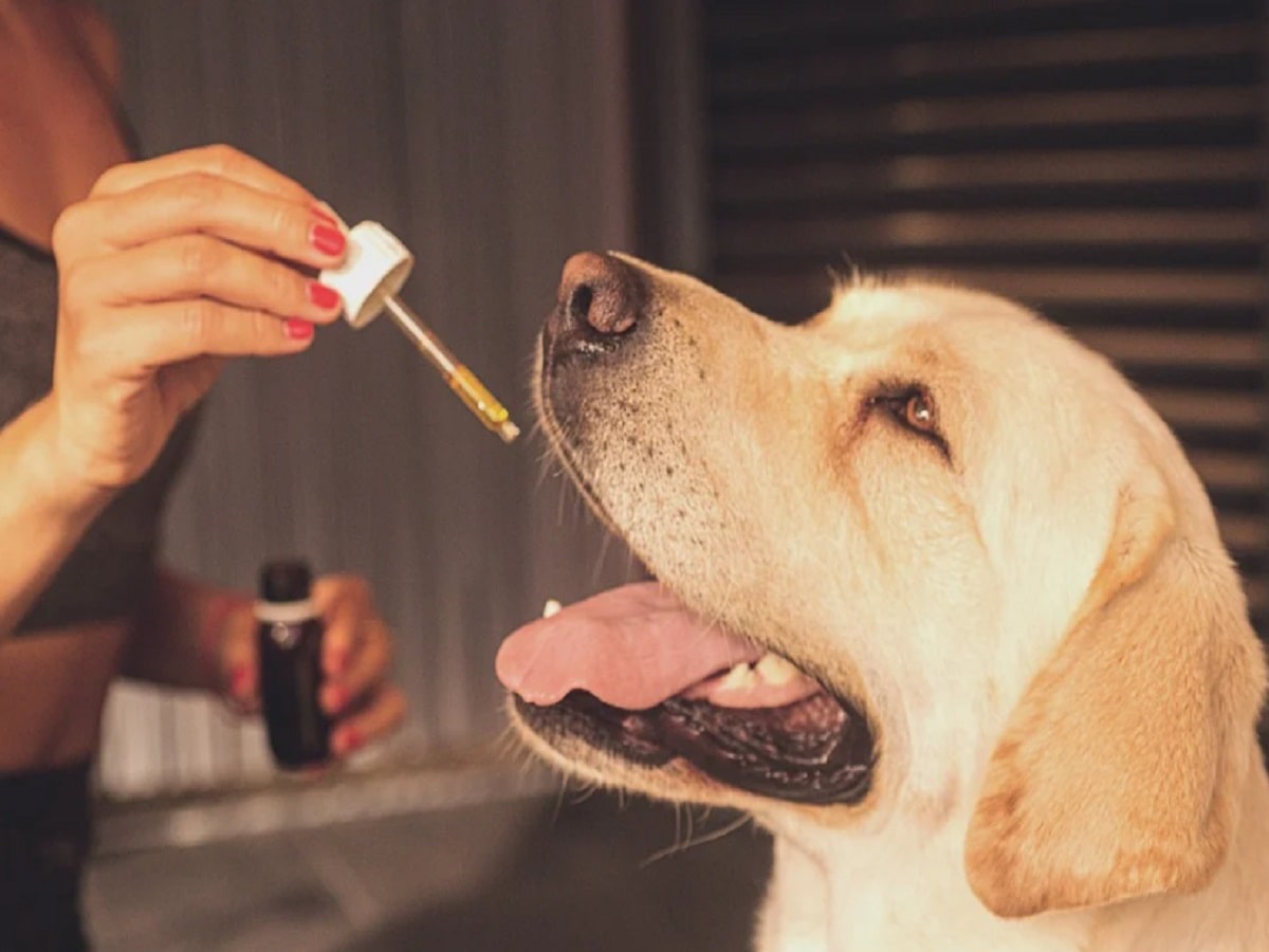 dog pet cbd cannabidiol oil